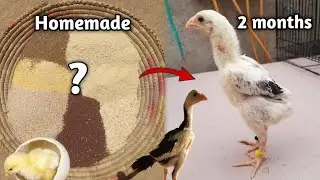 How to Increase Chicks Weight faster(Chicks to rooster)| Summer feed for Chicks