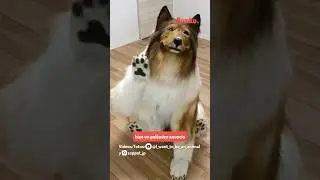 Toco San, el hombre perro confiesa su pr&oacute;ximo pol&eacute;mico plan