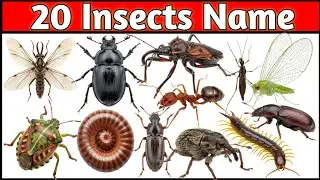 Insect Name in Hindi and English with Pictures | कीड़े मकोड़ों के नाम हिन्दी और अंग्रेजी में #insect