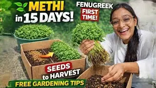 Grow Methi (Fenugreek) at Home 🌿 | From Seeds to Harvest in 15 Days | Easy Gardening♻️📦