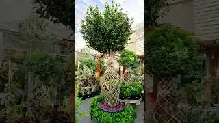 Dubai Backyard Upgrade: Olive, Bonsai & Palm Trees