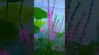 love song || love song #viralvideo #lovemusic #lovestatus #love #sonylover #whatsappstatus #popular