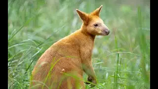 The RARE golden swamp wallaby!