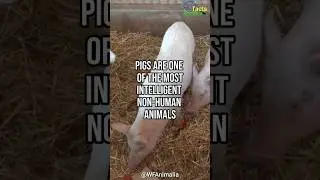 PIGS ARE INTELLIGENT NON-HUMAN ANIMALS | World Facts Animalia #shorts #worldfactsanimalia #pigs