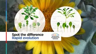 Spot the difference, rapid evolution: Professor Angela Moles