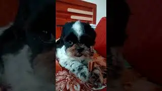 Shih Tzu eat dentists @ShihTzu_Diaries