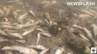 NGOs Take Action Against Spain Over Polluted Lagoon On Brink Of Ecological Disaster