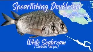 White Seabream Doubleshot - Spearfishing - &Delta;&iota;&pi;&lambda;&omicron;&beta;&omicron;&lambda;ή &sigma;&epsilon; &Sigma;&alpha;&rho;&gamma;&omicron;ύ&sigmaf;