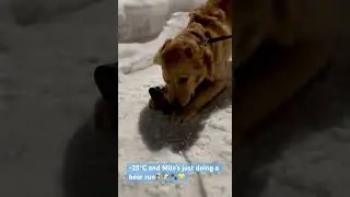 Mr Milo 💛This dog was raised right 🇨🇦🍺I don&rsquo;t need mittens. I need beer🫢🐶🐾
