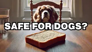 Can Dogs Eat Bread Crust? Explained