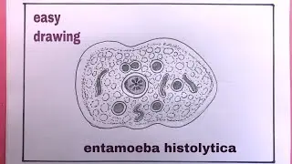 How To Draw Easy Entamoeba Histolytica Step By Step/entamoeba histolytica Drawing