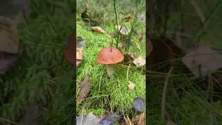 Подосиновик красный, 17.09.25г. #грибы  #грибочки #mushroom