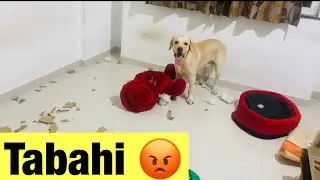 When I leave my dog home alone for 3 hours || Labrador buddy || Naughty dog