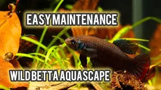 EASY, monthly maintenance for the WILD BETTA imbellis aquascape.