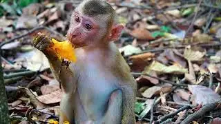 Monkey Boy Luno And Luna's Family With All Lovely Actions of The Day