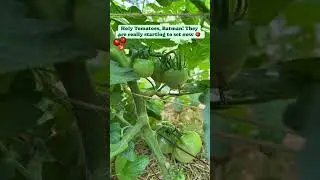 Happy #tomatotuesday ! #gardening #northtexasgardening #growfood