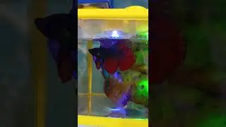red and blue moon fighting beta fish #aquarium #short #trendingshorts #viralshorts