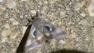 Moth vibrating to Random Gods