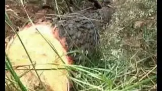 PI DE TERNELLES.flv