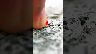 sharing red liquid with colony black ants #timelapse #shorts #nature