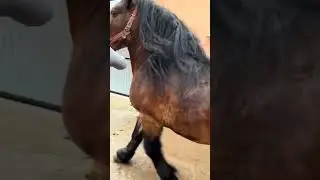 Most beautiful horse in the world