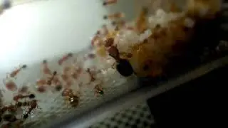 Sp.: Pheidole pieli