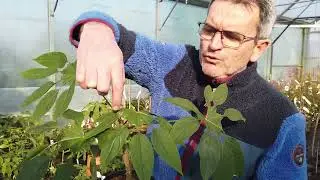 Les Brassaiopsis - araliac&eacute;es &agrave; grandes feuilles, effet jungle  - P&eacute;pini&egrave;re A l'ombre des figuiers