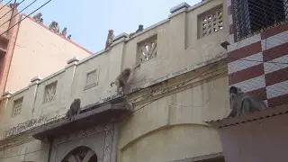 vrindavan monkey project