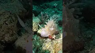 Nudis! Dive with us in Lombok! contact in our channel!