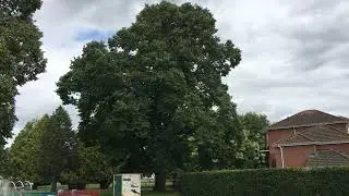 Small-leaved lime - tree - August 2019