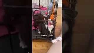 Kittyo demands freedom after playing new prvnci
