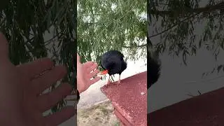 Почти ручная красноклювая клушица