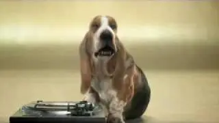 cachorro beat box