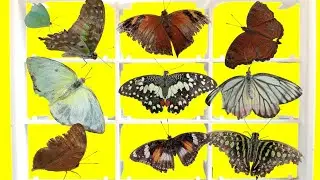 I caught many colorful butterflies in the garden.