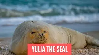 Mediterranean monk seal is still in Israel!