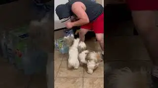 Sophie getting in her rematch w/her dad🤣🥊 #boxing #dogvshuman #shihtzu #pets #funny #lol #dog