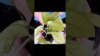 Never Use Softened Water on Houseplants: Here's Why