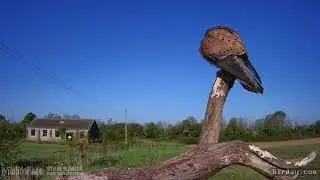 Kestrel on perch