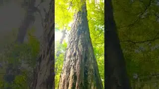 New Zealand Forrest Native Rimu Tree #subscribe #like #newzealand #forrestwalks #nativetrees