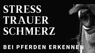 Verstehst du dein Pferd? Pferdeaugen lesen lernen! 👁️🐴