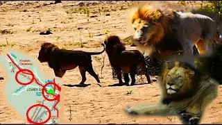 Male Lion Coalitions, On The Verge Of Conflict! Lion Territory Wars! Kruger National Park!#lion