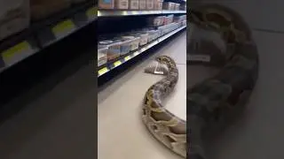 Hungry Snake caught Stealing 🐍 #viral