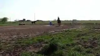 Spanish Mustang, Mystique in Training with Brenda