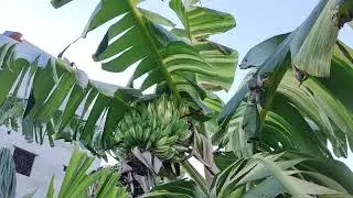 Musa Florida Banana। Variegated Edible Banana in Bangladesh.