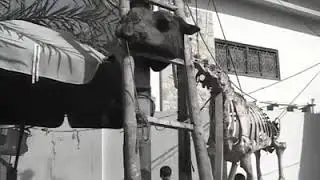 Skeleton of Camel