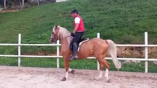 SERJIO MARTIN Y WAR 🐎 CENTRO EQUESTRE REOC&Iacute;N HELGUERA CANTABRIA ESPA&Ntilde;A 👍 😉 🐎