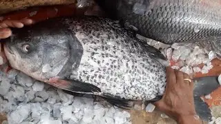 Amazing Big Katla Fish Cutting Skills | কাতলা মাছ | Fish Market | Big Fish Cutting By Fish Cutters