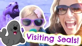 Visiting Sea Lions!