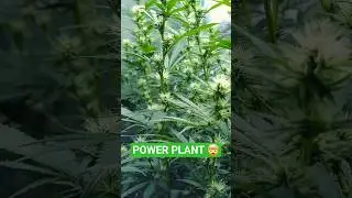 POWER PLANT - tight nodes - Monster plant incoming