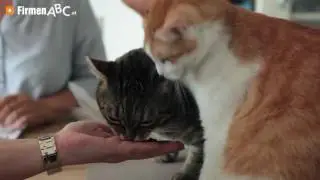 Katzenschule Wien: Coach4Cats e.U. - tierpsychologische Verhaltensberatung und Katzensitting